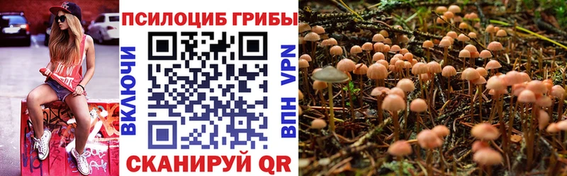 блэк спрут ссылка  Дмитровск  Псилоцибиновые грибы Psilocybe 